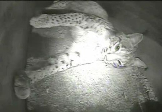 Nacen los tres primeros cachorros de lince ibérico en el centro de Cría de Cautividad de Zarza de Granadilla