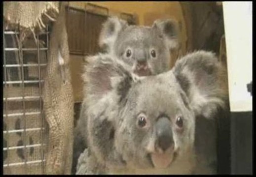 Koalas bajo los rayos X