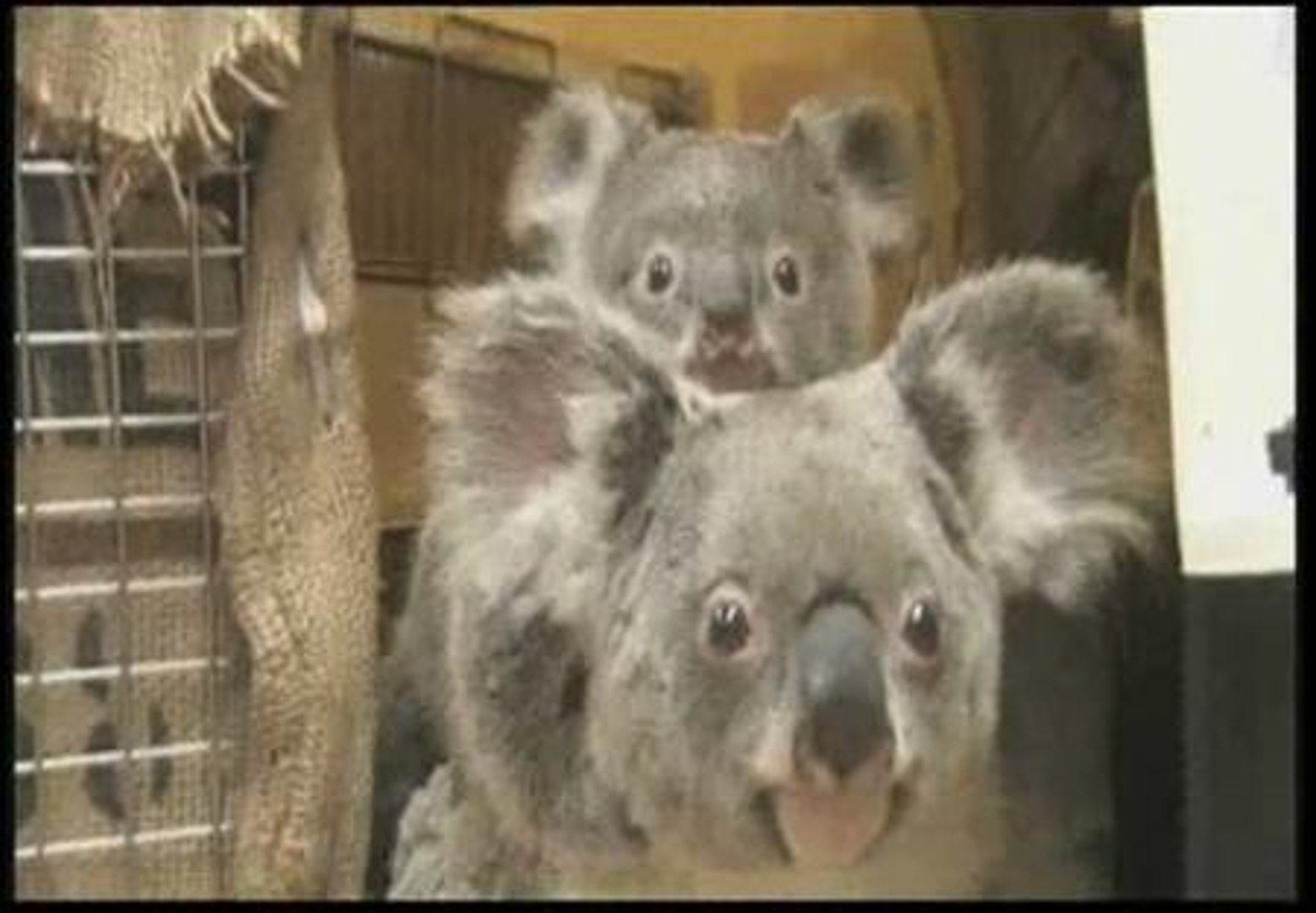 ⁣Koalas bajo los rayos X