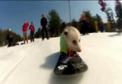 Una zarigüeya se convierte en toda una estrella del snowboard