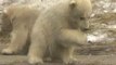 Moscú enseña la neva joya de su zoo: tres oseznos polares trillizos