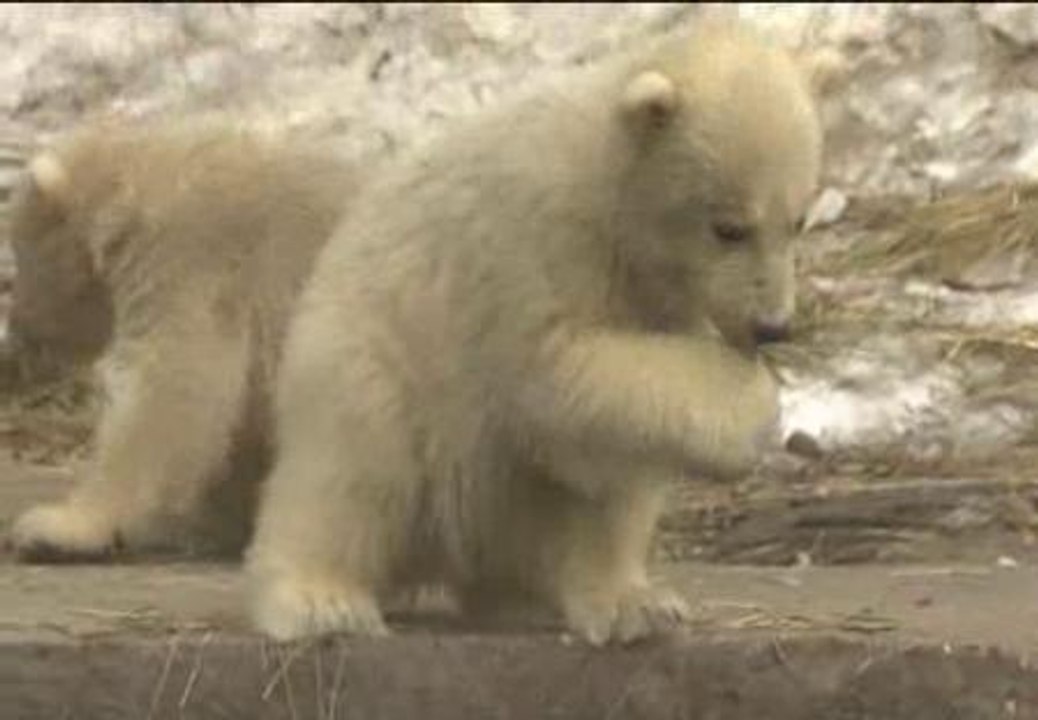 Moscú enseña la neva joya de su zoo: tres oseznos polares trillizos