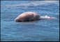 Aparece una ballena muerta en una playa de Rio de Janeiro