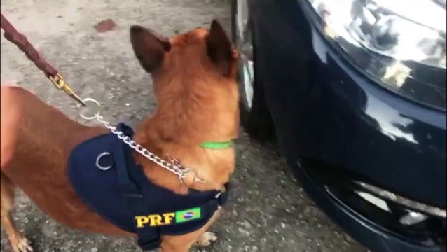 PRF apreende munições para fuzis que iriam para o Complexo da Maré