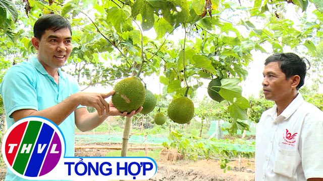 THVL | Nông nghiệp bền vững: Trà Vinh liên kết trồng gấc