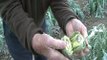 Heladas acaban con la cosecha de alcachofas