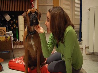 LANZAN LA PRIMERA VACUNA CONTRA LA LEISHMANIOSIS CANINA EN EUROPA