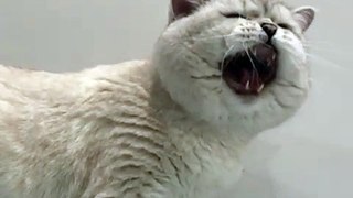 funny animals videos | funny cat video |