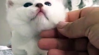 Funny animals videos - cutest cat video