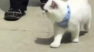 Awesome Funny Pet Animals videos