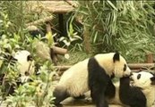 Un zoo chino presenta doce osos panda