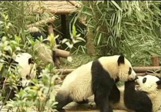 Un zoo chino presenta doce osos panda