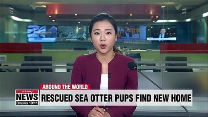 Sea otter pops find new home at Georgia Aquarium