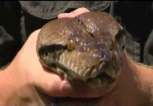 El menú de la pitón: 10 cabras al año