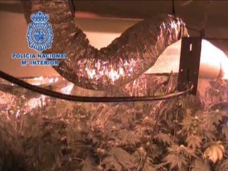 Desmantelan invernadero de cannabis en habitación