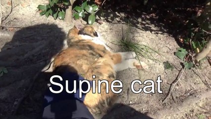 Chat en supination