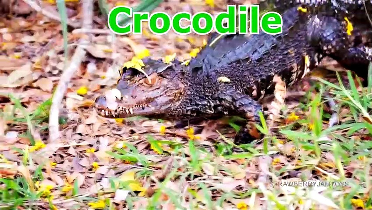 Wild Animals and Farm Animals into Water Pool for Kids - Learn Colors with Zoo Animals For Kids