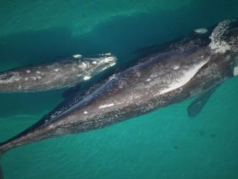 La Fundación BBVA entrega los Premios a la Conservación de la Biodiversidad