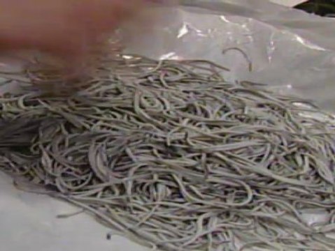 La semana de la ciencia de Almería ofrece una degustación de insectos