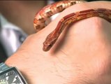 Una serpiente siembra el pánico en un vuelo