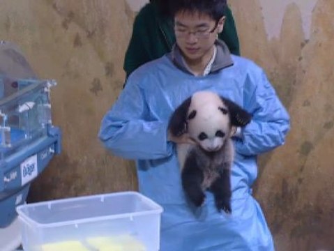 El Zoo de Madrid presenta al bebe panda que nació este verano