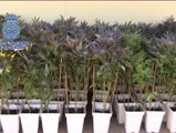 Intervenidas 2.400 plantas de marihuana en un chalet de Valencia