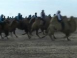 Curiosa carrera de camellos