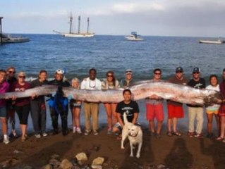 Una cría de 5 metros y medio