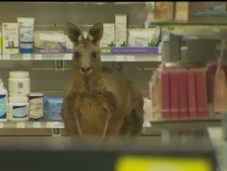 Aparece un canguro en la farmacia del aeropuerto