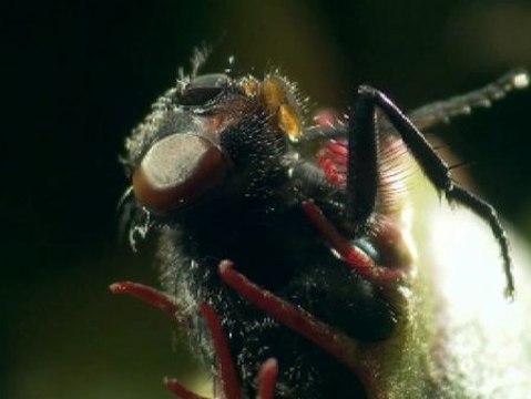 Elefantes, el ocaso de los gigantes triunfa en el Festival de Cine de Doñana