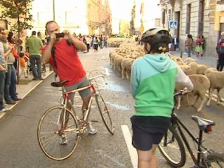 Ovejas y bicicletas comparten las calles de Madrid