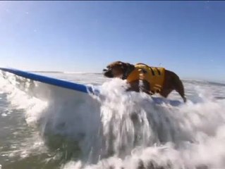 Se celebra el quinto concurso de surf para perros