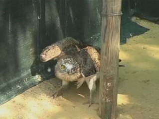 Exitosa operación de trasplante de plumas en un águila