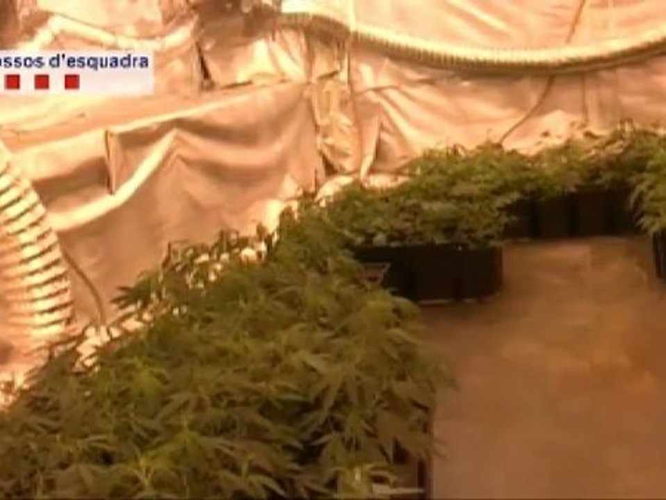 Seis detenidos y 8 imputados por el cultivo de plantaciones de marihuana en varios municipios de Barcelona