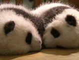 Catorce pandas comparten cuna en la provincia china de Sichuan