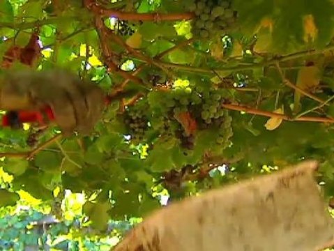 La vendimia gallega, el refugio de empleo para algunos parados