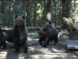 Una finca en el bosque ruso se ha convertido en un orfanato de osos pardos