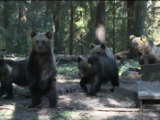 Una finca en el bosque ruso se ha convertido en un orfanato de osos pardos