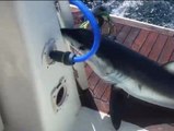 Un tiburón muerde a un marinero en aguas francesas