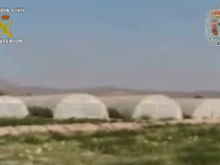 Incautan el mayor cultivo de marihuana localizado en España
