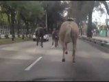 Una veintena de caballos se escapa por el centro de Ciudad de México
