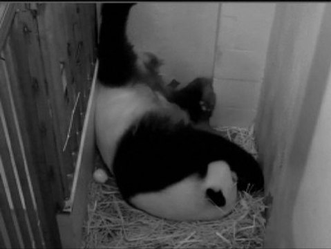 Así nace un oso panda gigante