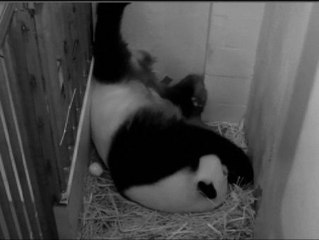 Así nace un oso panda gigante
