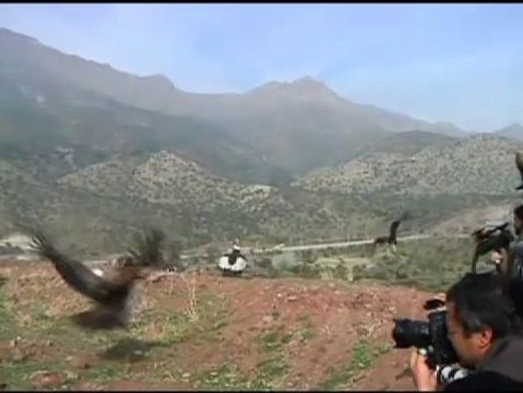 Los 18 ejemplares de cóndor que se intoxicaron, han vuelto a su habitat natural