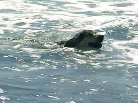 Polémica en la playa de El Campello por permitir el acceso a perros