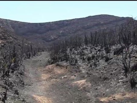 El incendio de Mallorca ha quemado ya unas 480 hectáreas