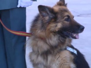 Fallece Ajax, el perro policía