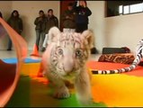 Primer tigre blanco de Bengala nacido en Sudamérica