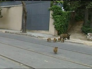 Indemnizan a un motorista que chocó contra un jabalí en el núcleo urbano de Barcelona
