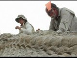 Descubren una cola de dinosaurio de hace 72 millones de años